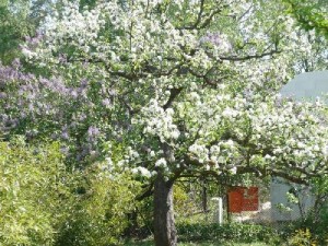 der alte Apfelbaum im verwilderten Garten